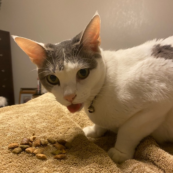 ALL THE THINGS SHARE SHOW! GREEN LIGHTS ONLY! - Picture 10 of 13